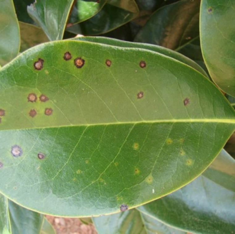 Pestatiopsis leaf spot of magnolia causes unique circular spots with necrotic center and a black border and usually occurs during cooler weather conditions